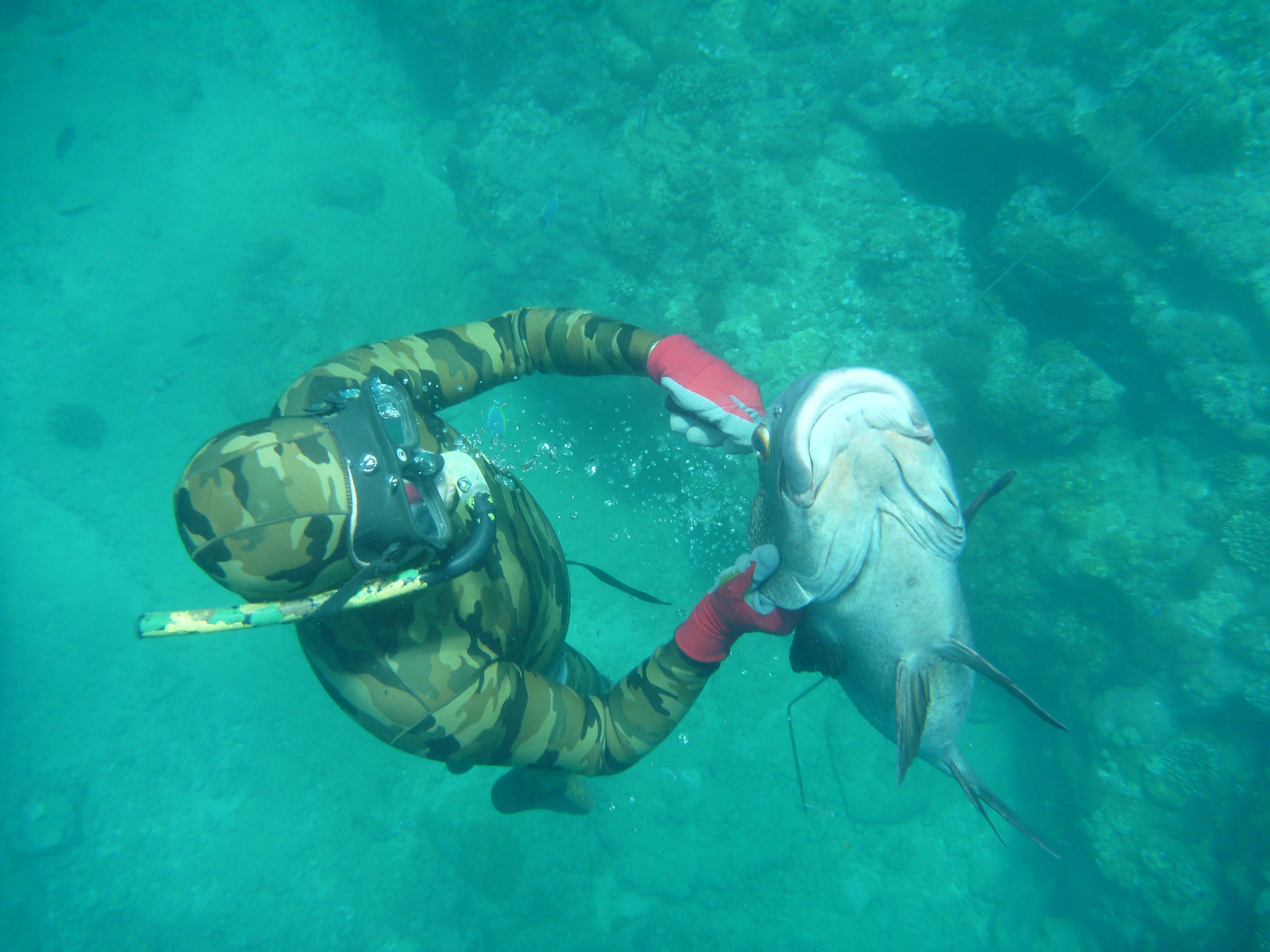 KIRNJA (velike ustnice)